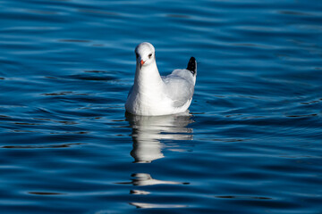 The European Herring Gull, Larus argentatus is a large gull