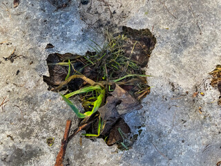 Green grass inside ice in sping time 
