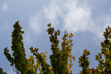 branches against blue sky