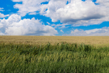 farm field crop dry harvest season great plains farming countryside