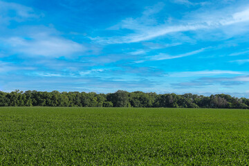 green harvest crop field tree lined agricultural farmland summer farm