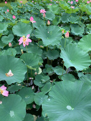ピンクの古代蓮の花Pink ancient lotus flower