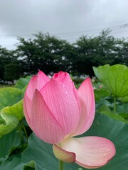 ピンクの古代蓮の花Pink ancient lotus flower