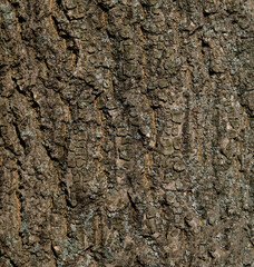 Tree bark pattern, brown natural background. Wooden textured background of tree trunk.