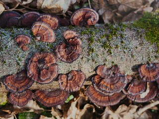 Pilzbefall bei einem Baumstamm