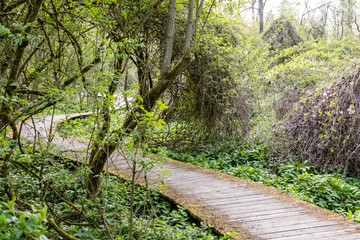 Chemin aménagé dans une forêt humide