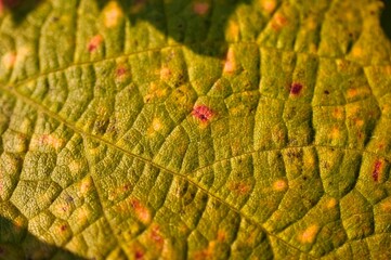 Weinblatt