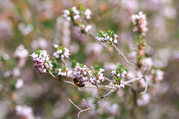 Lots of pink flowers and bees close up, macro shot.