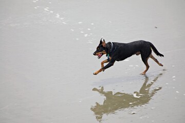 Hund spielt am Strand
