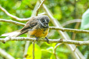 Fantail - New Zealand