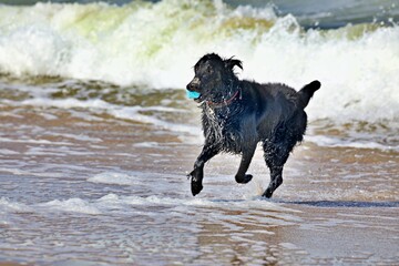 Hund spielt am Strand