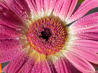 Gerbera daisy covered in rain drops, close-up