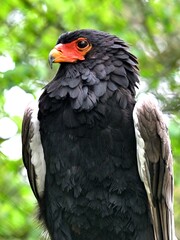 Porträt eines Gauklers (Terathopius ecaudatus), Bateleur