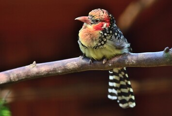 Ein Flammenkopf-Bartvogel (Trachyphonus erythrocephalus), Red-and-yellow Barbet