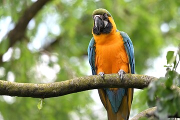 Ein Gelbbrustara (Ara ararauna), Blue-and-yellow macaw © Eckhard