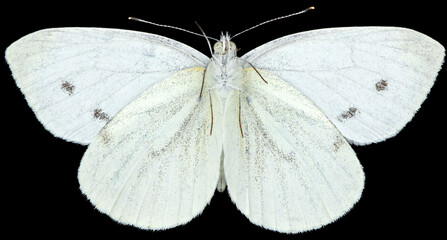 The green-veined white Pieris napi is a butterfly of the family Pieridae. Ventral view of isolated...