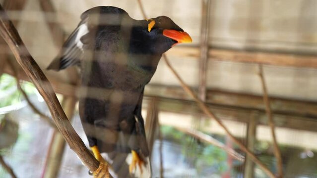 Gracula religiosa myna bird talking in a cage, Thailand. The common hill myna or Gracula religiosa formerly simply known as hill myna bird, resident of South Asia and Southeast Asia. There is sound