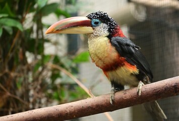 Ein Krauskopfarassari (Pteroglossus beauharnaesii), Curl-crested aracari, in der Voliere.