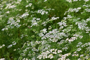 Coriander flowers