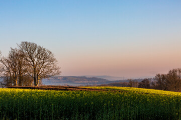 A view out over farmland in Sussex, with canola/oilseed rape growing in the evening sunshine