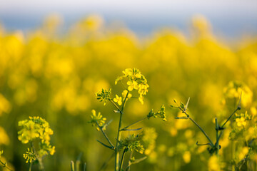 A close up of a canola/rapeseed flower, with a shallow depth of field