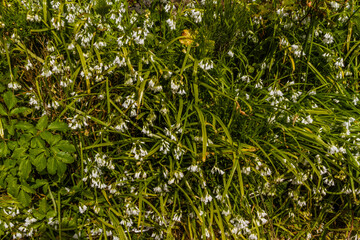 Background or texture, flowering three cornered leek.