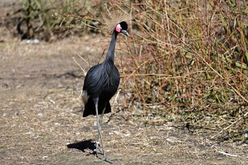 Ein Kronenkranich (Balearica pavonina), Black crowned crane