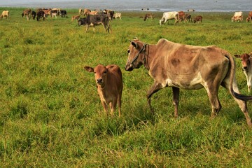 child cow with his mother