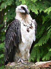 Bartgeier (Gypaetus barbatus), Bearded vulture