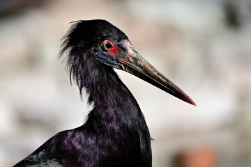 Porträt eines Abdimstorches (Ciconia abdimii) oder Regenstorches.