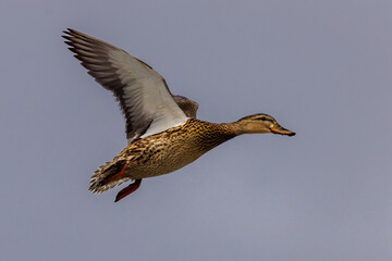 Hen Mallard (Anas platyrhynchos) duck flying in the air with a blue gray sky
