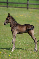 Obraz na płótnie Canvas foal conformation shot full body shot of purebred hanoverian foal colt or filly in fenced paddock green grass in spring on horse breeding farm spring time vertical format room for masthead and type 