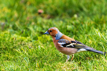 Buchfink-Männchen im Frühling