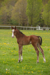 Naklejka na ściany i meble foal conformation shot full body shot of purebred sport horse foal colt or filly in fenced paddock green grass in spring on horse breeding farm spring time vertical format room for masthead and type 