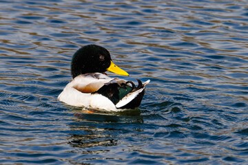 Drake Mallard (Anas platyrhynchos) duck sitting and swimming on open water during winter.
