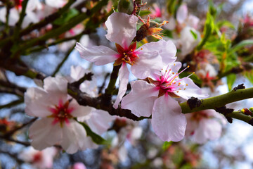 peach tree flowers