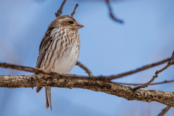 Close up portrait of a female Purple finch (Haemorhous purpureus) perched on a tree limb during early spring with a blue sky background. Selective focus, background blur and foreground blur
