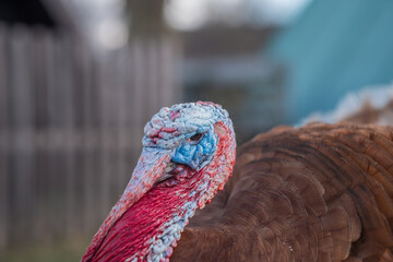 Photo of a rare breed turkey at sanctuary farm