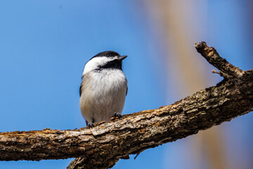 Close up portrait of a Black-capped chickadee (Poecile atricapillus) perched on a tree limb during early spring. Selective focus, background blur and foreground blur.
