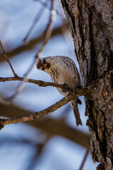 Female or immature Common redpoll (Acanthis flammea) perched on a tree limb during late winter. Selective focus, background blur and foreground blur.
