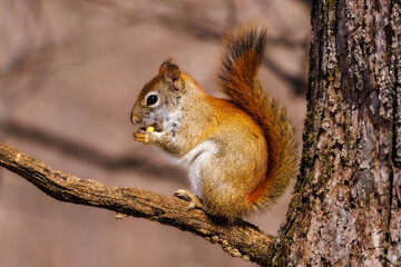 Naklejka na ściany i meble Close up portrait of American Red Squirrel (Tamiasciurus hudsonicus) sitting on a tree limb eating a kernel of corn during early spring. Selective focus, background blur and foreground blur. 