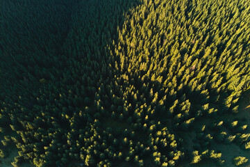 Aerial view of dark mixed pine and lush forest with green and yellow trees canopies in autumn mountain woods