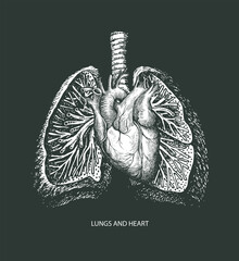 Hand-drawn human lungs and heart on a black background. Anatomically correct vector illustration of internal organs in the style of engraving. Drawing chalk on a blackboard. Medical poster