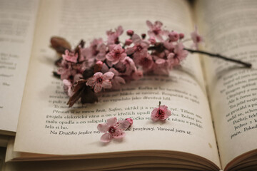 Open book with fresh blooming twig on pages spring cherry tree romantic pink flowers