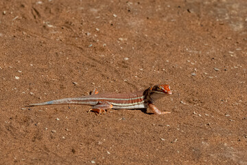 shovel-snouted lizard, Meroles anchietae, orange lizard in the sand in Namibia
