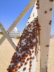 Cluster of ladybugs on the beach on a summer sunny day. Invasion of ladybug insects.