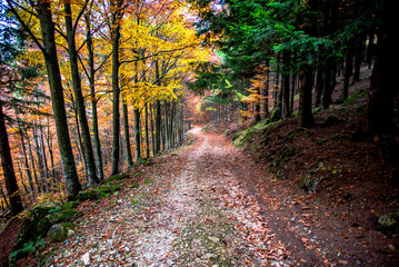 2021 10 30 Pieve bel Vicino trees and rocks 5