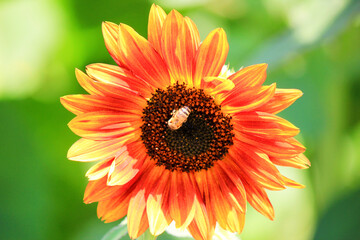 A blooming sunflower with nectar collected by a bee