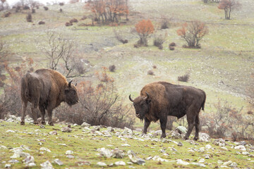 Fototapeta na wymiar European bison during winter time in Bulgaria. Rare bison in Rhodope Mountains. European wildlife. 
