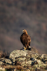 Golden eagle in Rhodope mountains. Eagle in Bulgari.  Ornithology during winter.